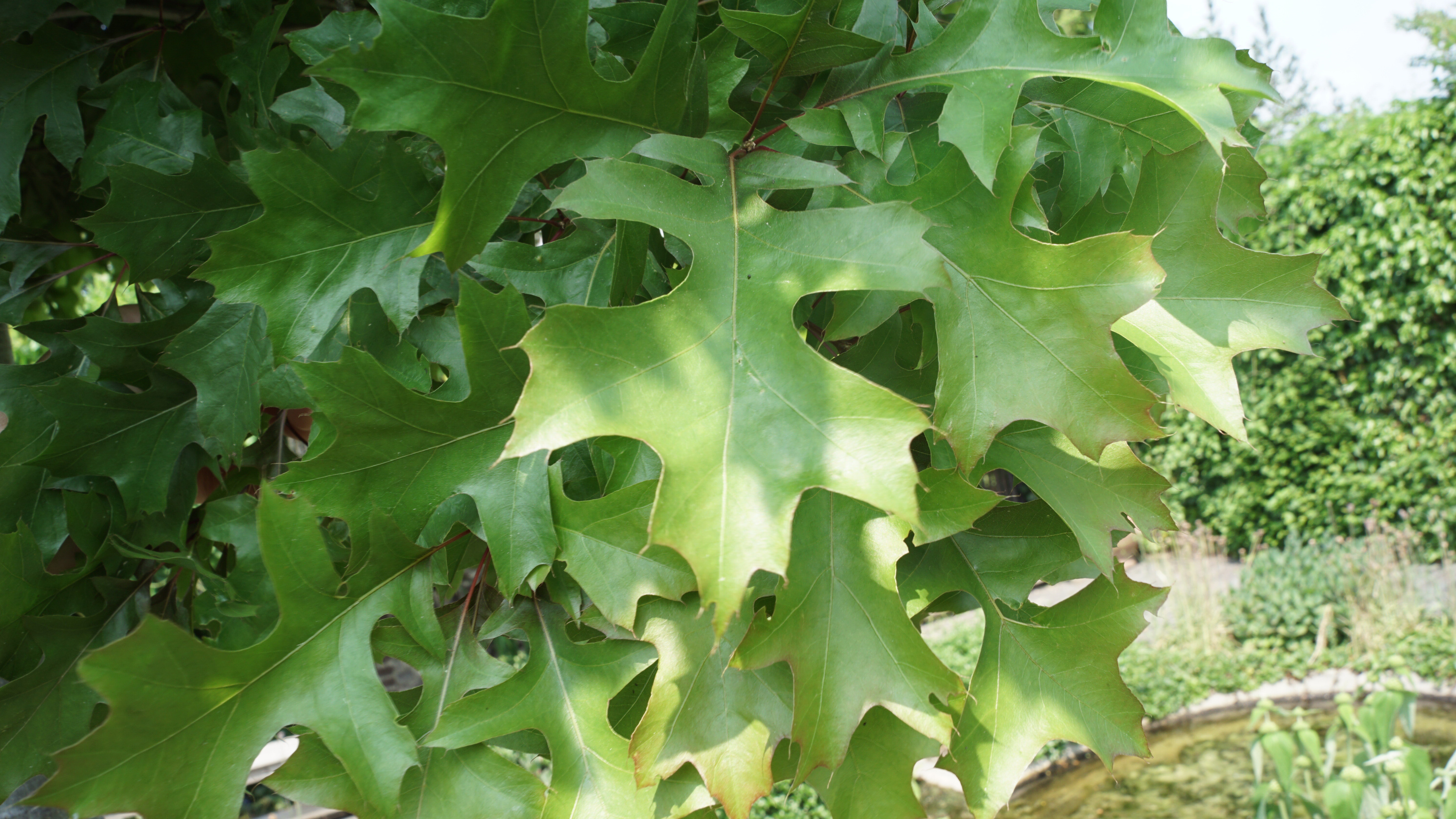 Quercus palustris Green Dwarf_01
